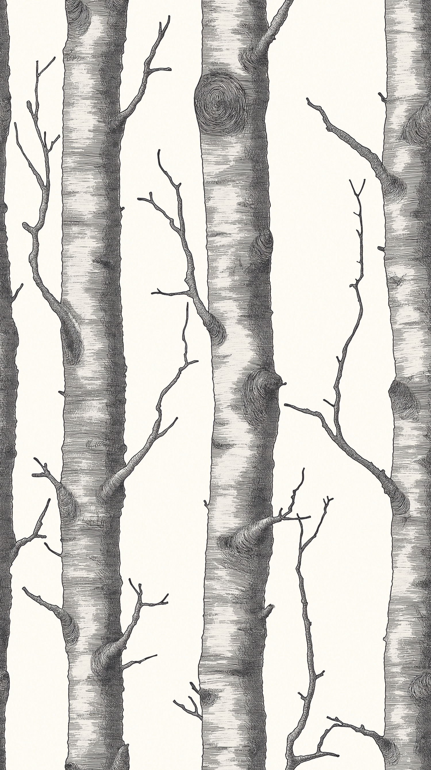 Papier peint motif forêt - Troncs de bouleaux et branches noir et blanc - Design