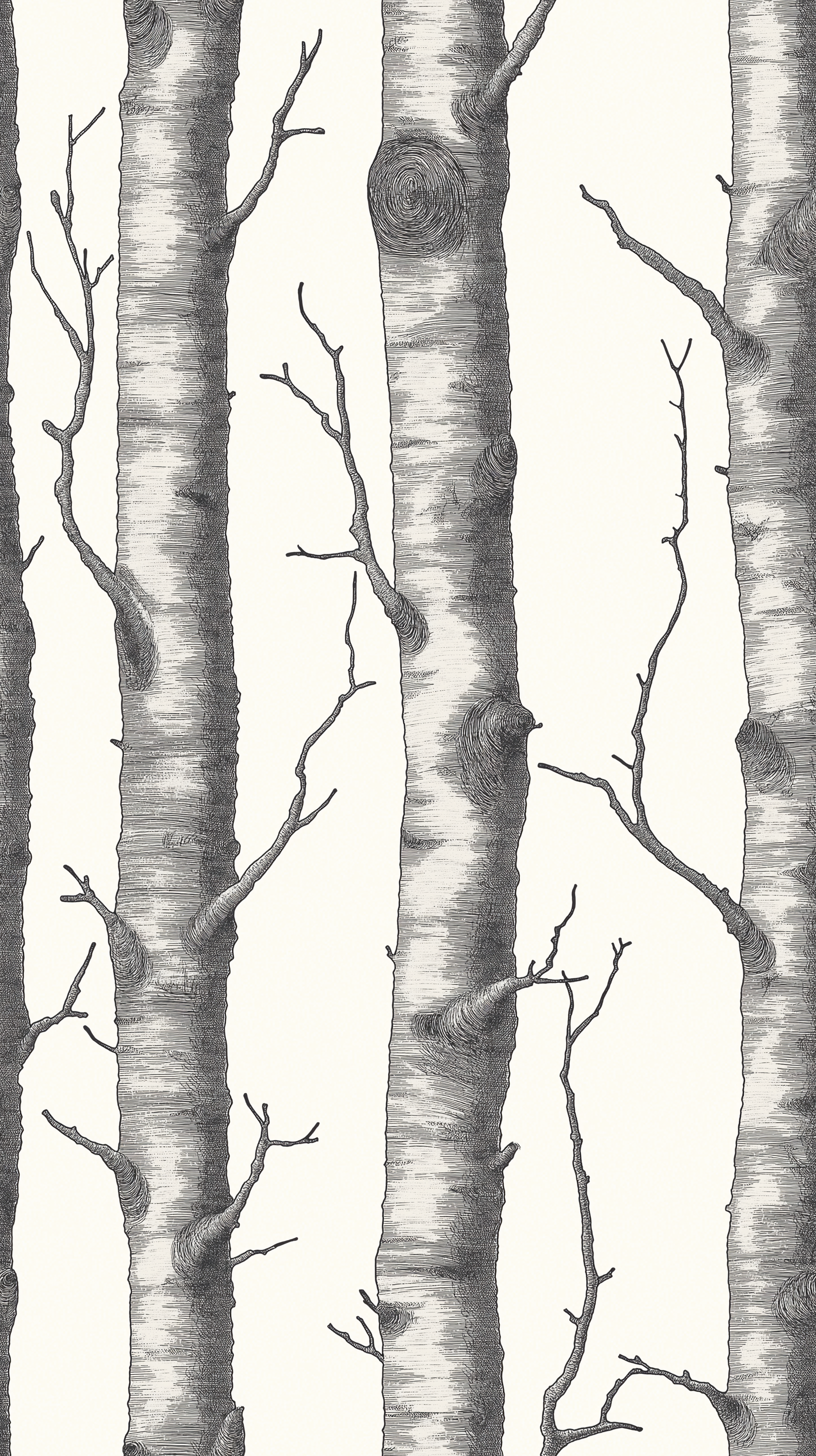 Papier peint motif forêt - Troncs de bouleaux et branches noir et blanc - Design