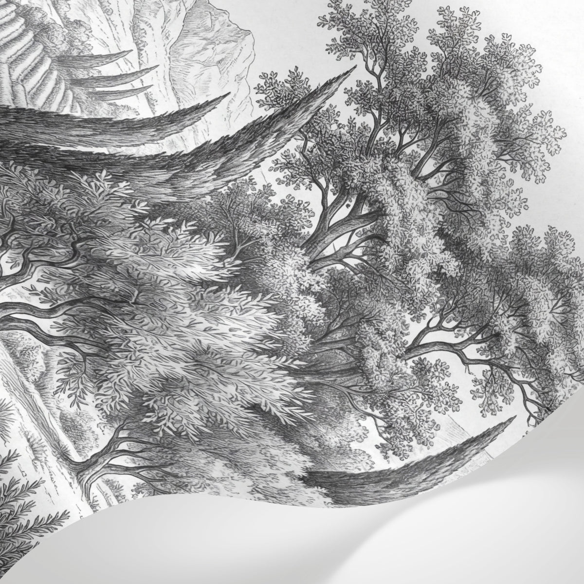 Papier peint panoramique arbres méditerranéens - Pins parasol cyprès oliviers paysage méditerranéen gravure détaillée sur mesure - Matière