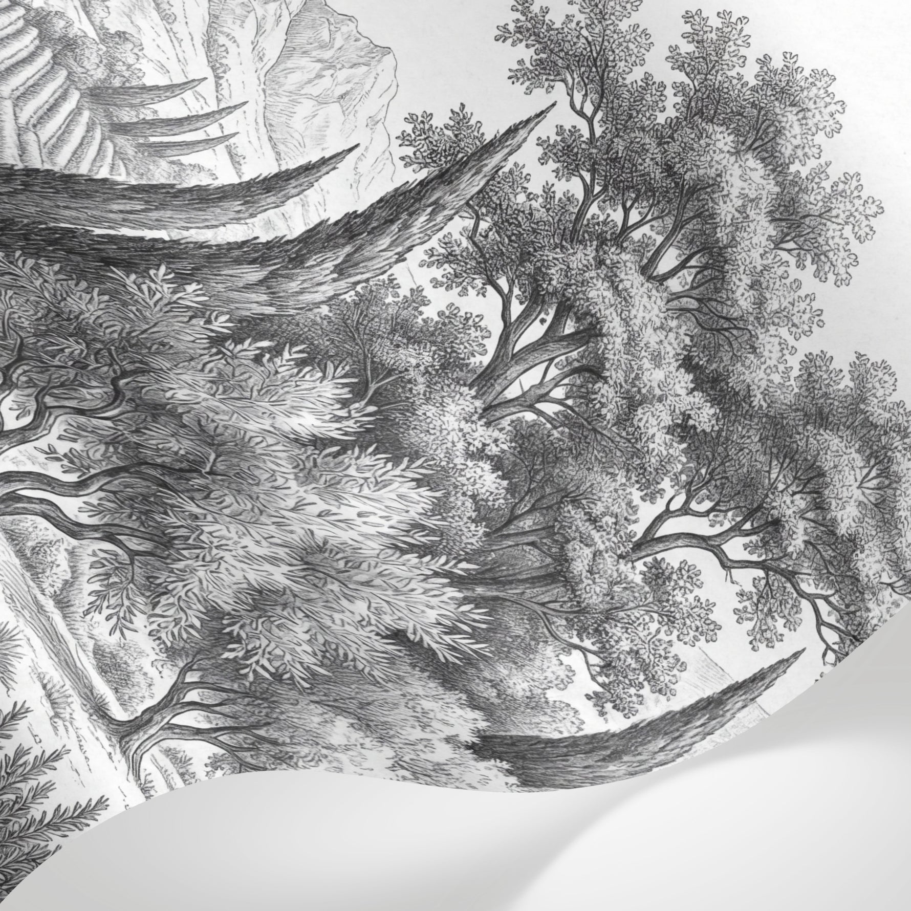 Papier peint panoramique arbres méditerranéens - Pins parasol cyprès oliviers paysage méditerranéen gravure détaillée sur mesure - Matière
