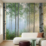 papier peint panoramique foret bouleaux blancs rayons soleil brume matinale tons-1