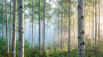 Papier peint panoramique forêt - Bouleaux blancs rayons soleil brume matinale tons blanc gris et vert tendre sur mesure - Design