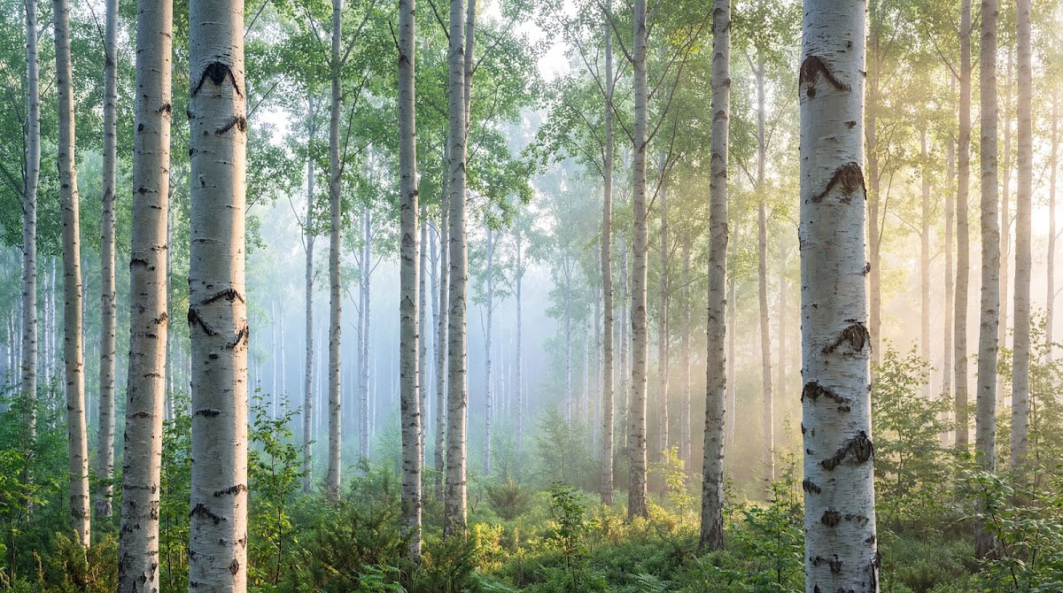 Papier peint panoramique forêt - Bouleaux blancs rayons soleil brume matinale tons blanc gris et vert tendre sur mesure - Design
