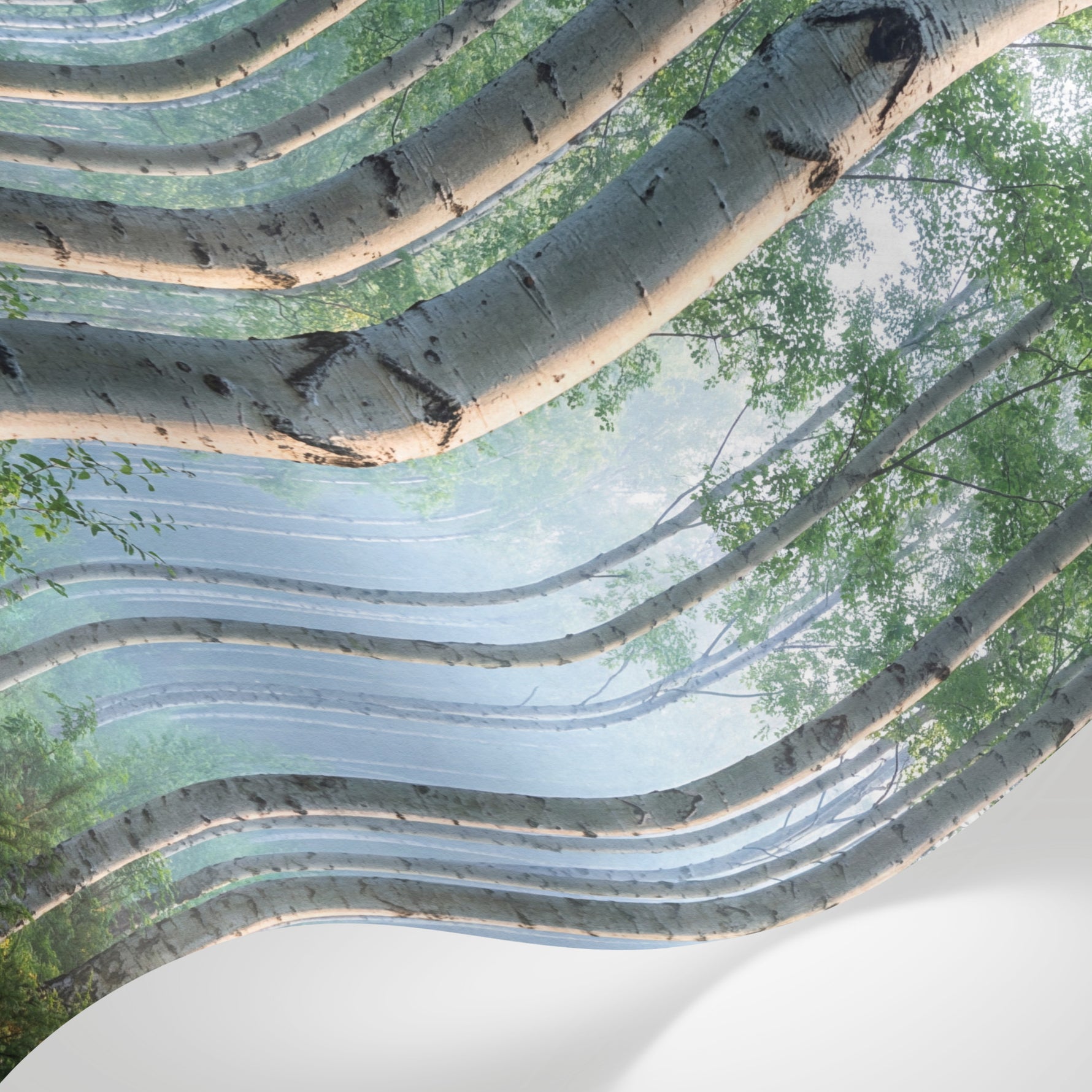 Papier peint panoramique forêt - Bouleaux blancs rayons soleil brume matinale tons blanc gris et vert tendre sur mesure - Matière