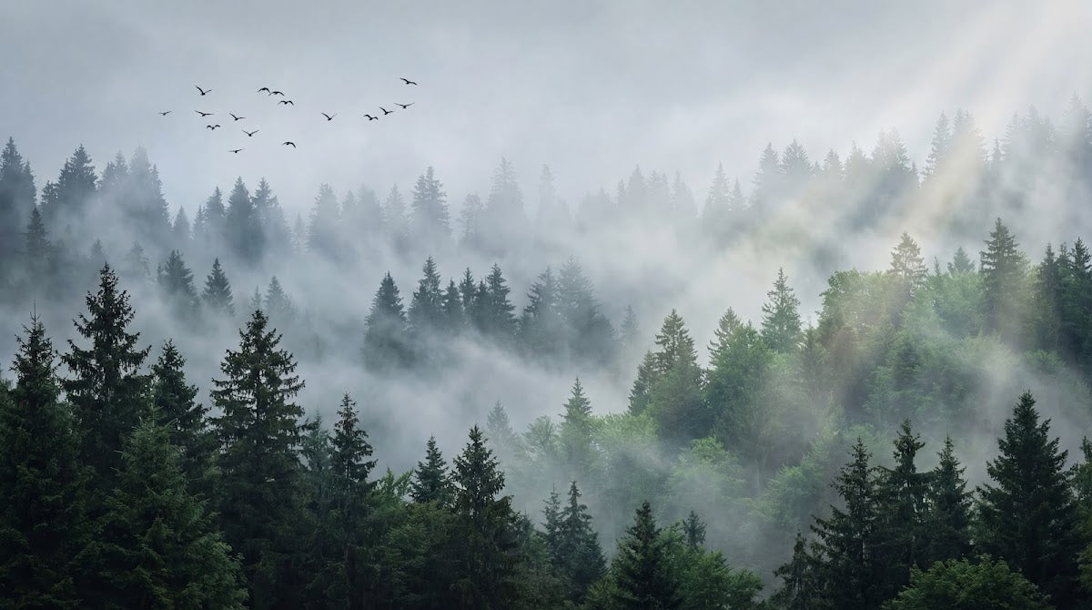 Papier peint panoramique forêt - Conifères brumeux oiseaux migrateurs atmosphère vaporeuse tons gris bleu et blanc sur mesure - Design