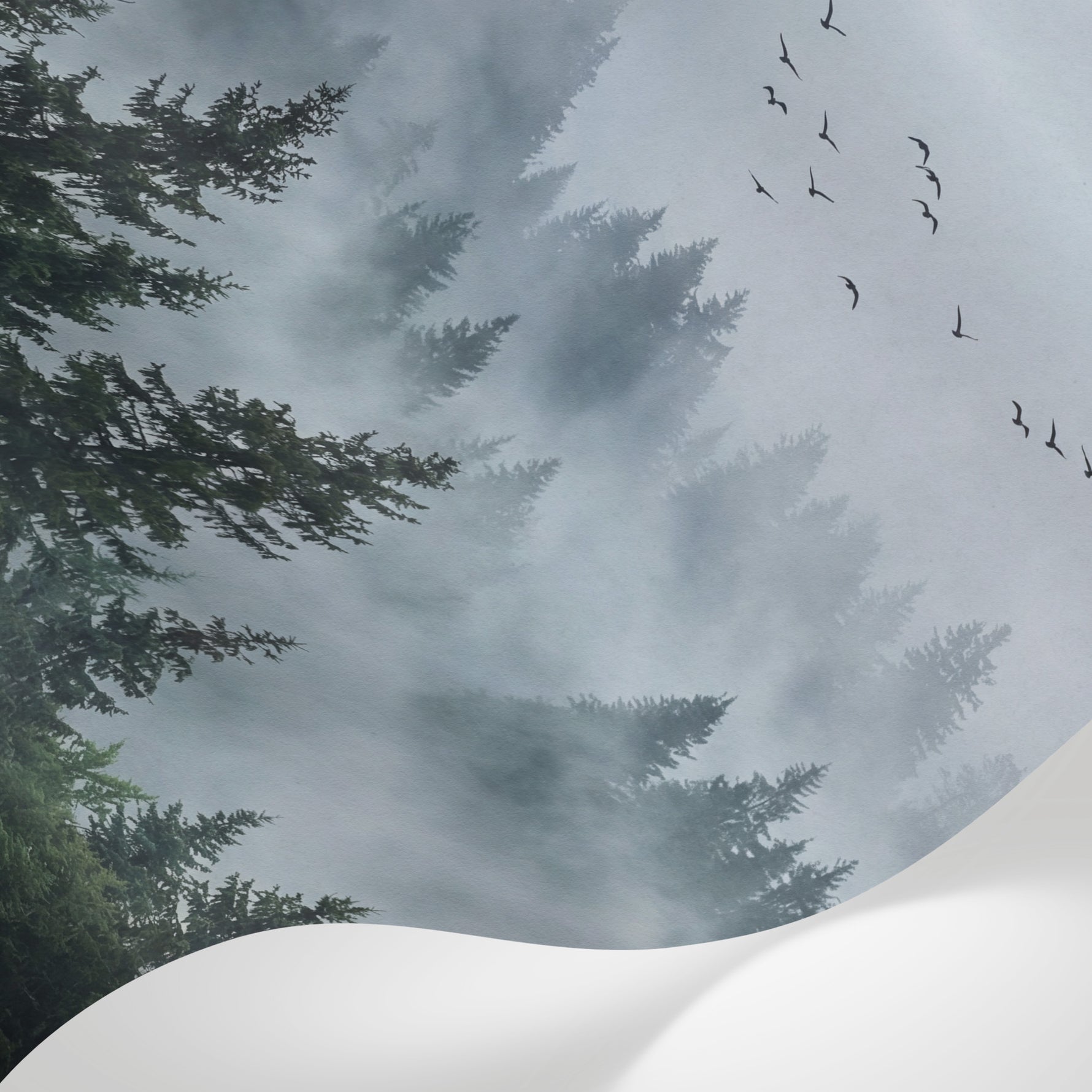Papier peint panoramique forêt - Conifères brumeux oiseaux migrateurs atmosphère vaporeuse tons gris bleu et blanc sur mesure - Matière
