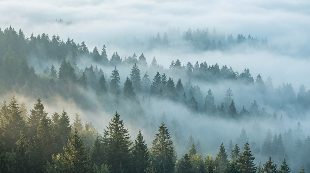 Papier peint panoramique forêt - Montagnes brumeuses sapins étagés brouillard matinal tons vert sapin et gris bleu sur mesure - Design