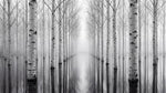 Papier peint panoramique forêt - Bouleaux alignés reflets eau brume matinale tons gris sur mesure - Design