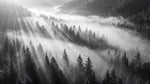 Papier peint panoramique forêt - Rayons soleil brume matinale sapins vallée tons gris et blanc sur mesure - Design
