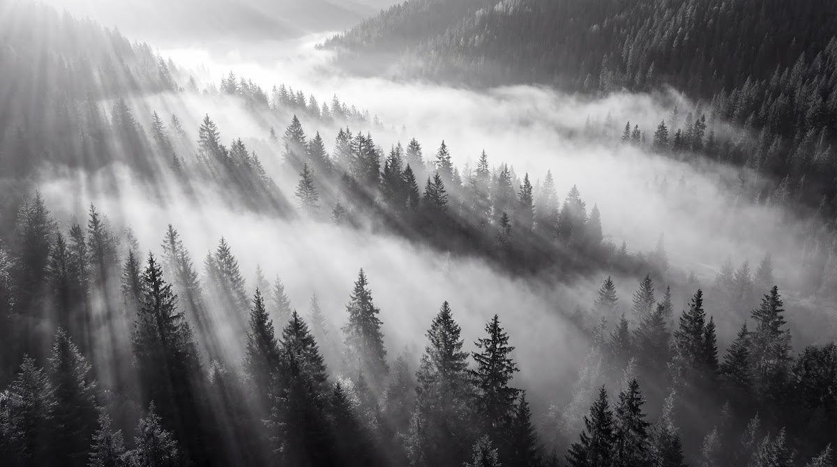 Papier peint panoramique forêt - Rayons soleil brume matinale sapins vallée tons gris et blanc sur mesure - Design