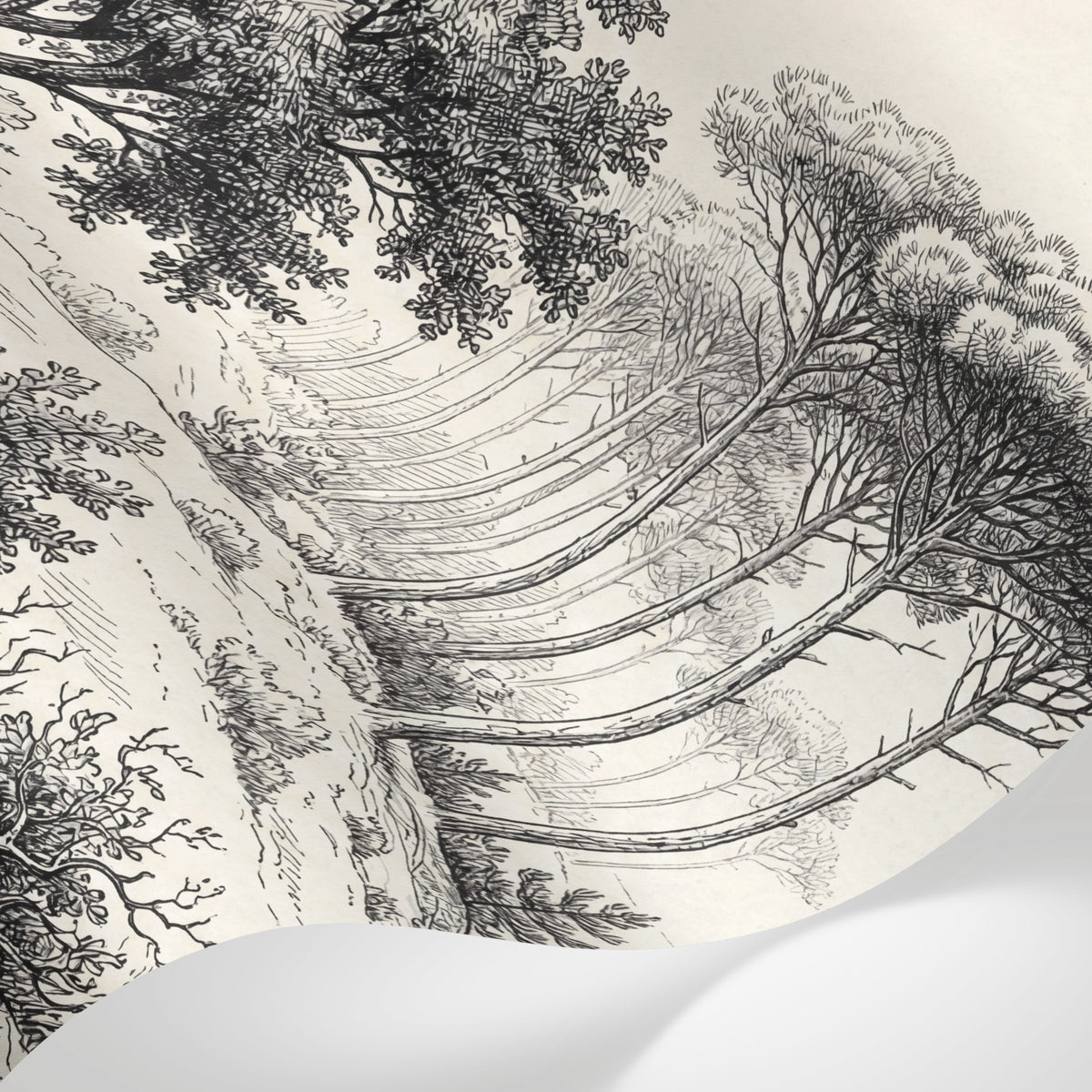 Papier peint panoramique forêt - Pins clairière chemin forestier gravure botanique noir et blanc sur beige sur mesure - Matière