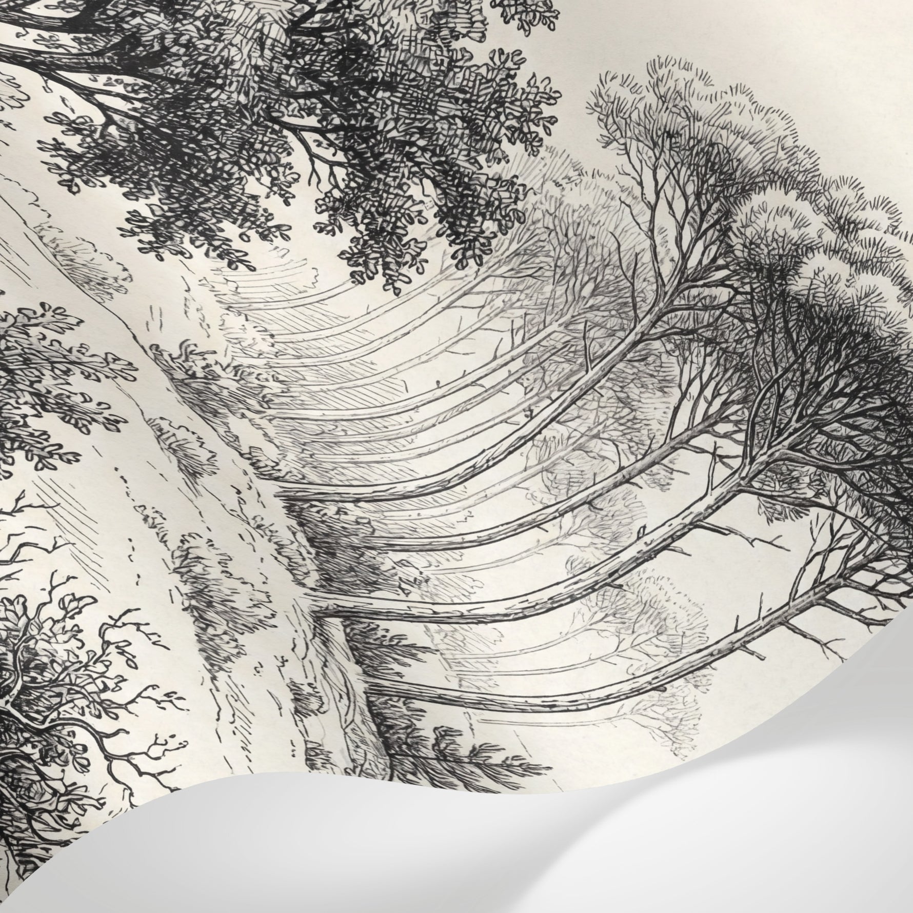 Papier peint panoramique forêt - Pins clairière chemin forestier gravure botanique noir et blanc sur beige sur mesure - Matière