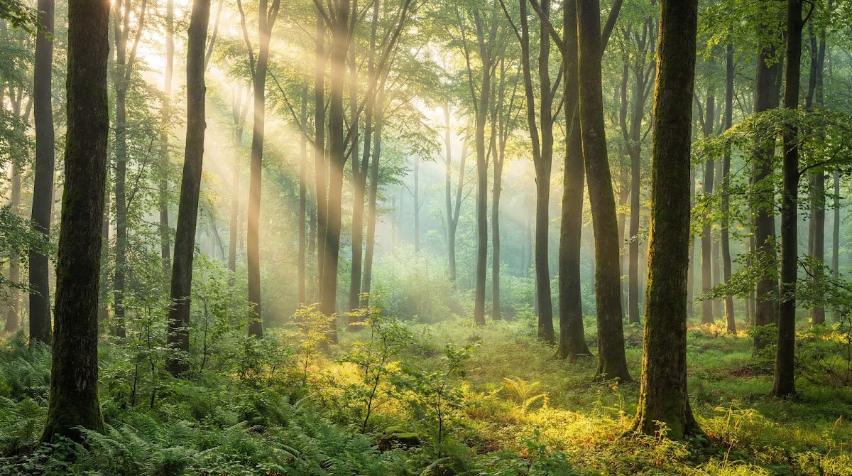 Papier peint panoramique forêt - Rayons dorés matinaux brume mystique fougères sauvages tons vert émeraude et or sur mesure - Design