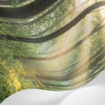 Papier peint panoramique forêt - Rayons dorés matinaux brume mystique fougères sauvages tons vert émeraude et or sur mesure - Matière