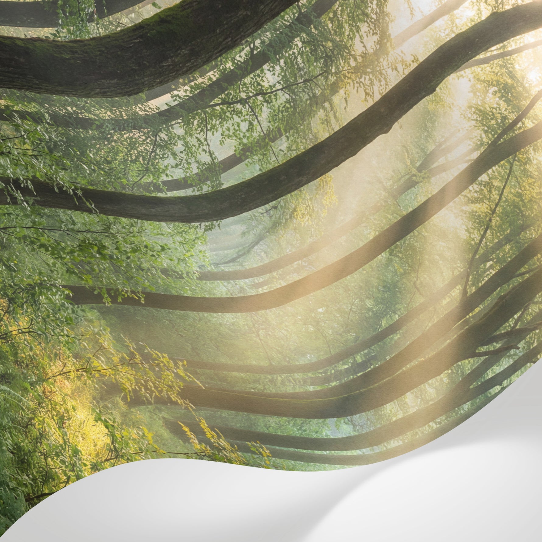 Papier peint panoramique forêt - Rayons dorés matinaux brume mystique fougères sauvages tons vert émeraude et or sur mesure - Matière