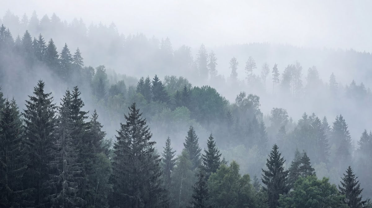 Papier peint panoramique forêt - Sapins brumeux paysage montagneux atmosphère vaporeuse tons gris bleu et blanc sur mesure - Design
