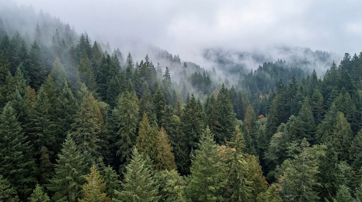 Papier peint panoramique forêt - Sapins brumeux vallées montagneuses nuages blancs tons vert sapin et gris sur mesure - Design