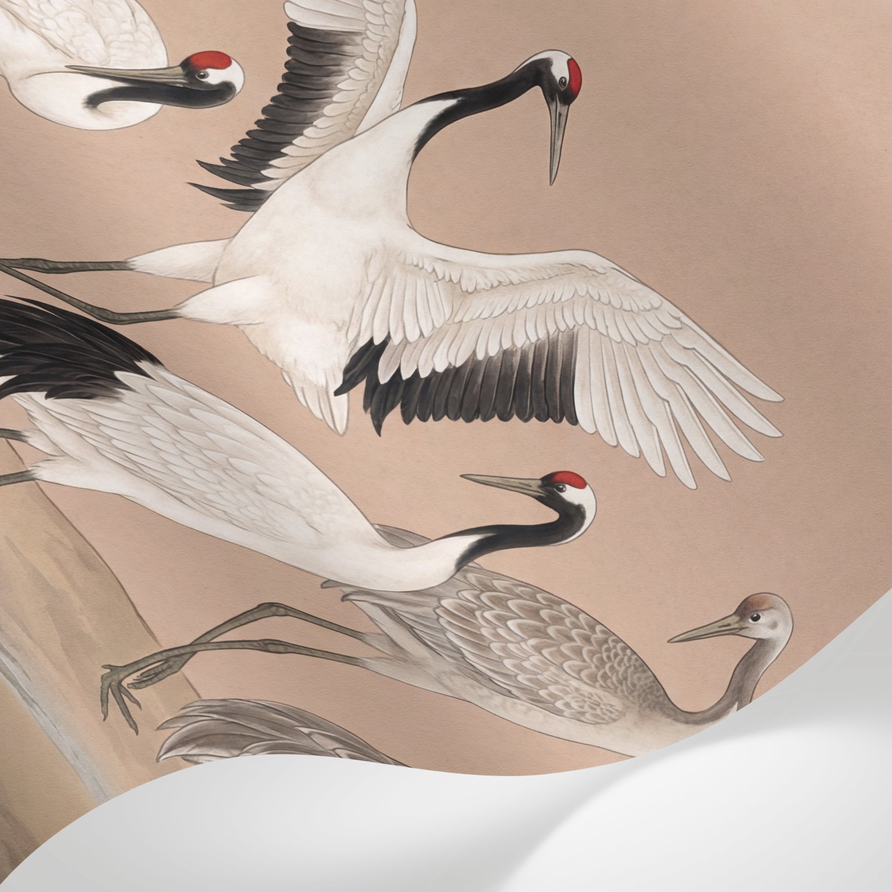 Papier peint panoramique grue - Colonie échassiers blancs grues cendrées fond beige rosé sur mesure - Matière