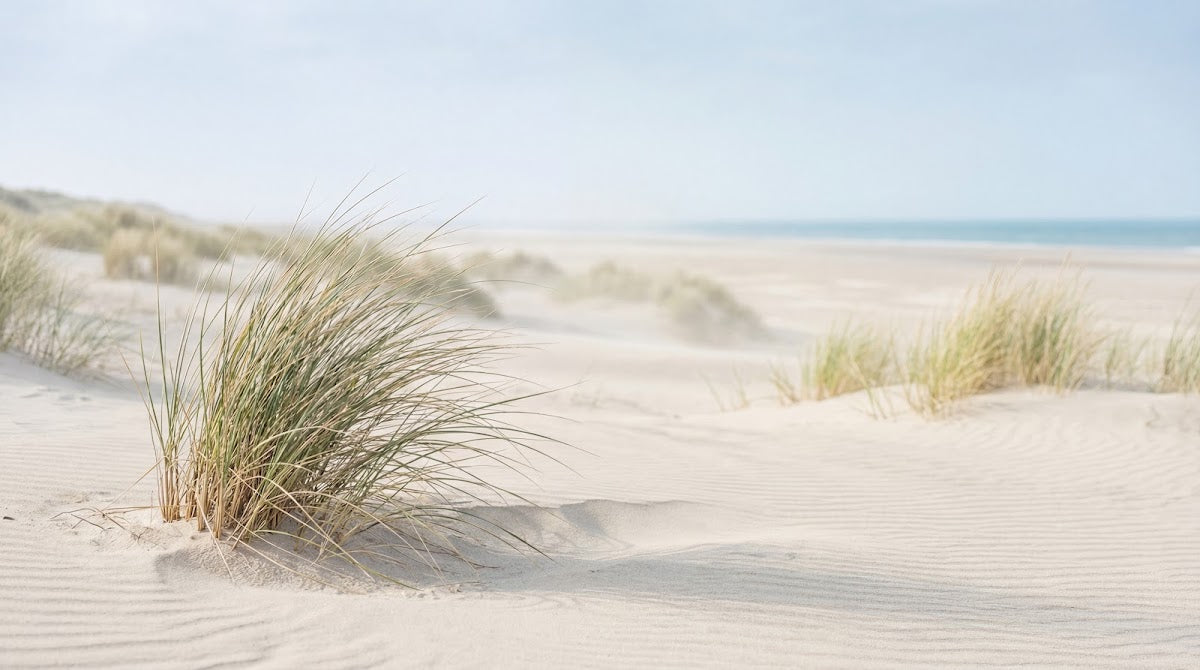 Papier peint panoramique nature - Dunes côtières herbes sauvages sable blanc et ciel bleu pastel sur mesure - Design