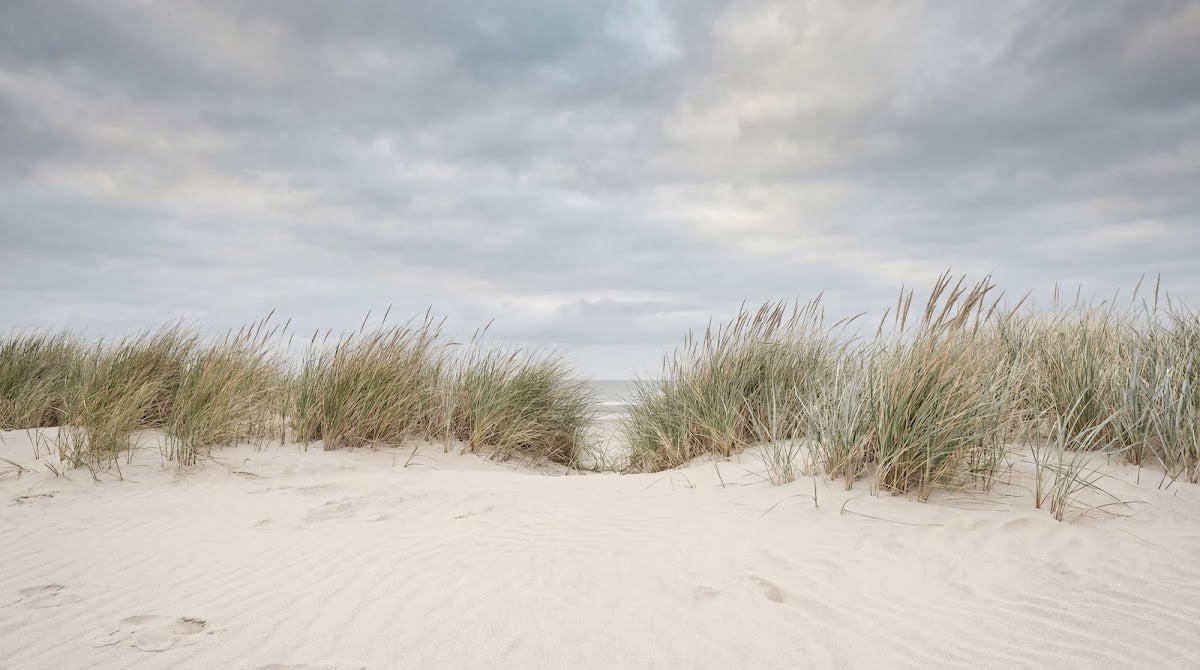 Papier peint panoramique nature - Dunes sableuses herbes sauvages ciel nuageux tons beige sable et vert olive sur mesure - Design