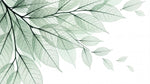 Papier peint panoramique nature - Feuillages transparents nervures délicates tons vert sauge et blanc sur mesure - Design
