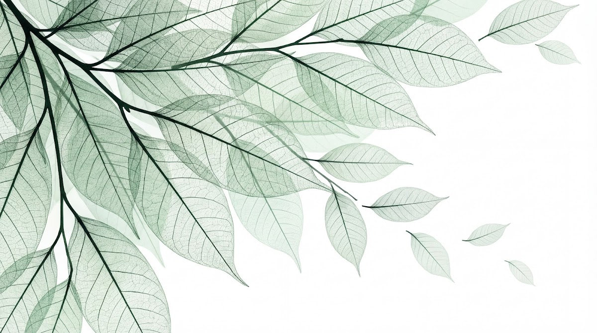 Papier peint panoramique nature - Feuillages transparents nervures délicates tons vert sauge et blanc sur mesure - Design
