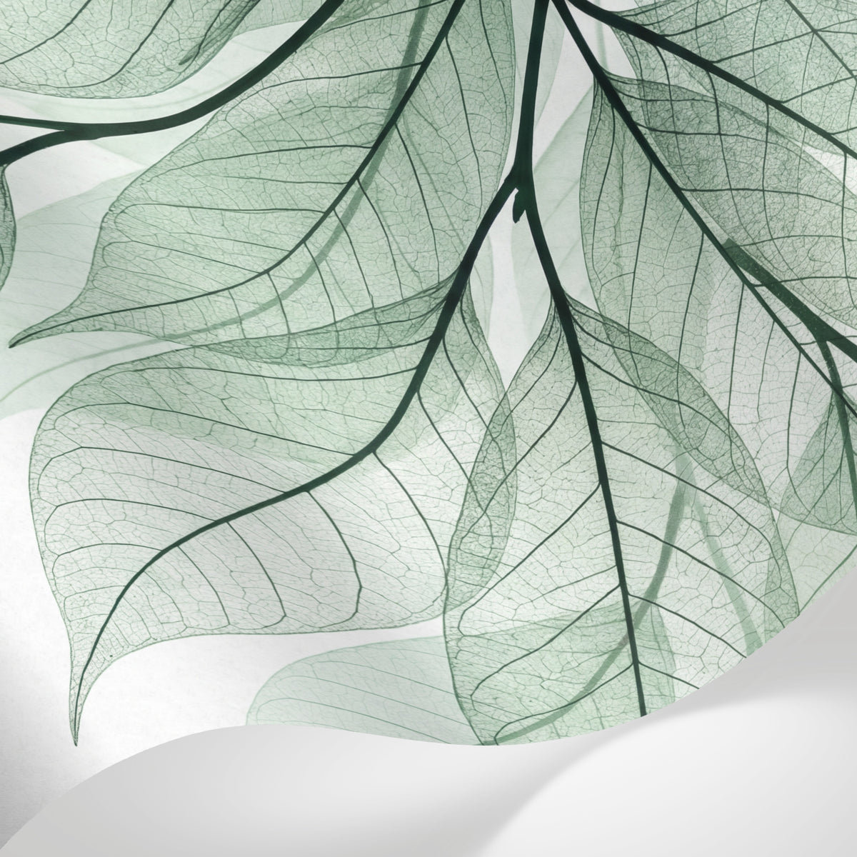 Papier peint panoramique nature - Feuillages transparents nervures délicates tons vert sauge et blanc sur mesure - Matière