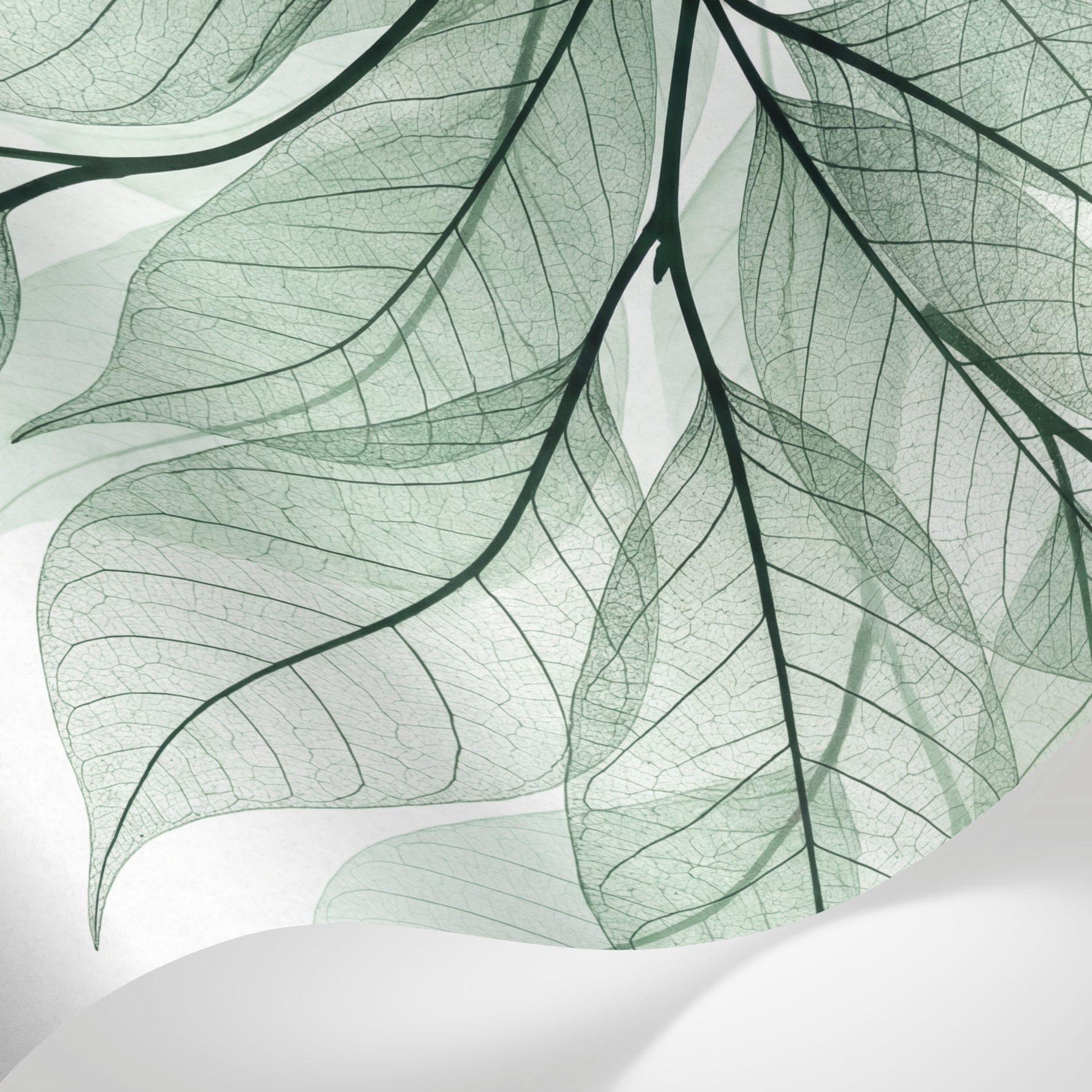 Papier peint panoramique nature - Feuillages transparents nervures délicates tons vert sauge et blanc sur mesure - Matière