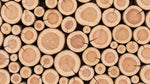 Papier peint panoramique nature - Rondelles bois empilées troncs coupés tons beige naturel et brun clair sur mesure - Design