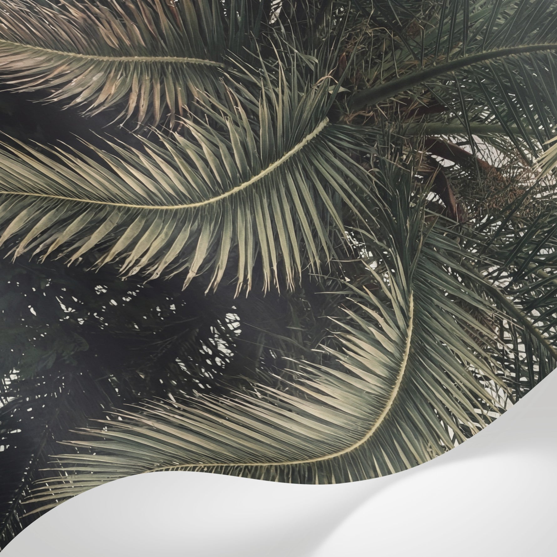 Papier peint panoramique palmier - Feuilles tropicales arquées superposées fond beige crème et vert sauge sur mesure - Matière