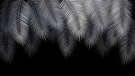 Papier peint panoramique palmier - Feuilles tropicales superposées dégradé gris anthracite sur mesure - Design